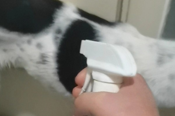 狗狗毛囊炎是什么，就是狗狗的毛囊发炎了