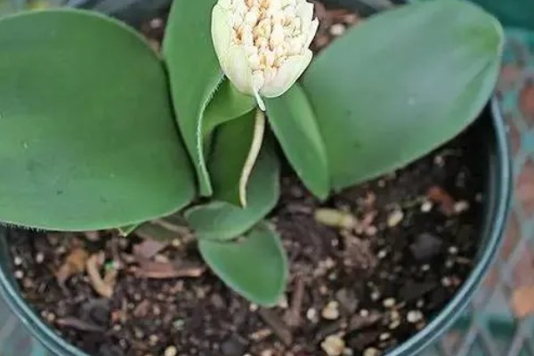 虎耳兰的养殖方法，适合生长在较为湿润的环境中