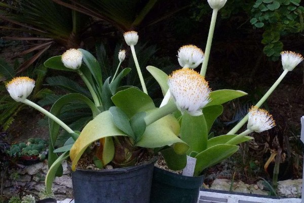 虎耳兰的养殖方法，适合生长在较为湿润的环境中