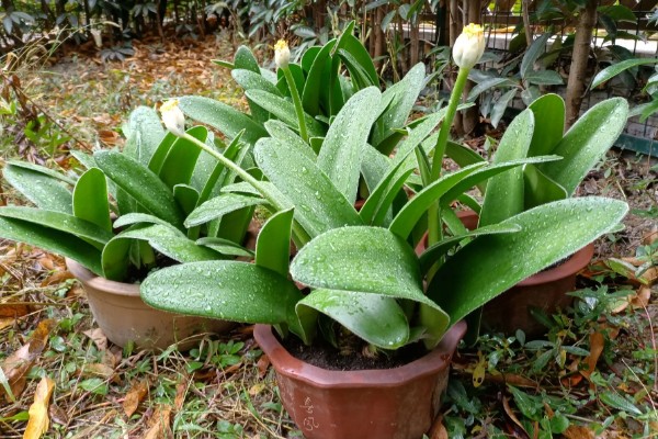 虎耳兰的养殖方法，适合生长在较为湿润的环境中