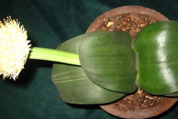 虎耳兰的养殖方法，适合生长在较为湿润的环境中