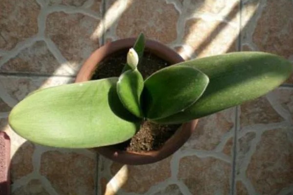 虎耳兰的养殖方法，适合生长在较为湿润的环境中