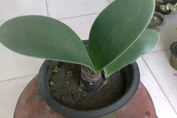 虎耳兰的养殖方法，适合生长在较为湿润的环境中