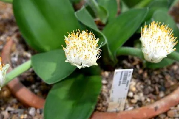 虎耳兰的养殖方法，适合生长在较为湿润的环境中