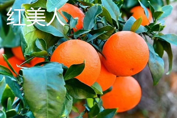 柑橘有哪些品种，红美人、由良蜜橘等品种很常见