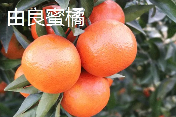 柑橘有哪些品种，红美人、由良蜜橘等品种很常见
