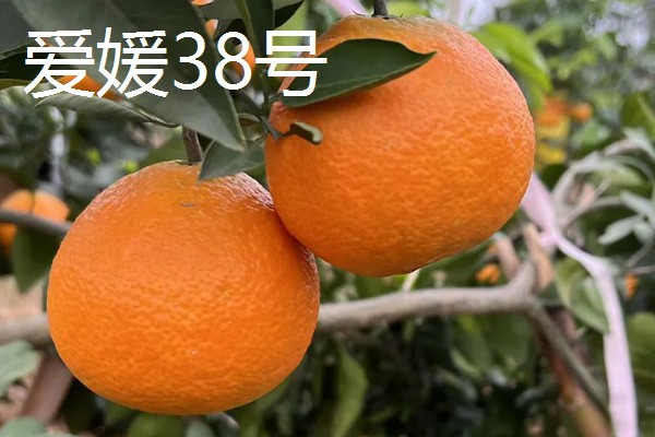 柑橘有哪些品种，红美人、由良蜜橘等品种很常见