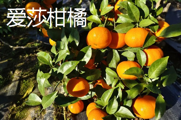 柑橘有哪些品种，红美人、由良蜜橘等品种很常见