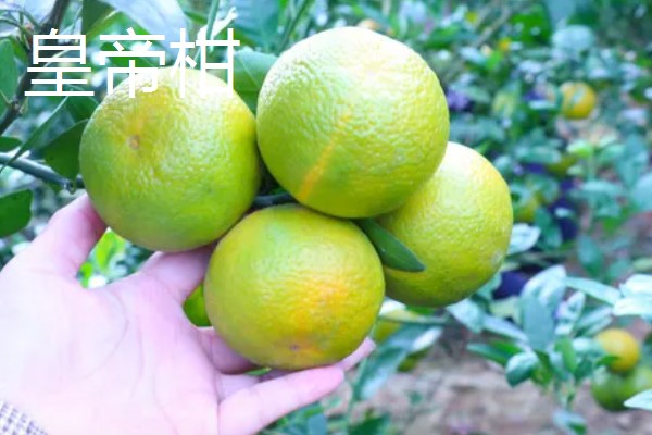 柑橘有哪些品种，红美人、由良蜜橘等品种很常见