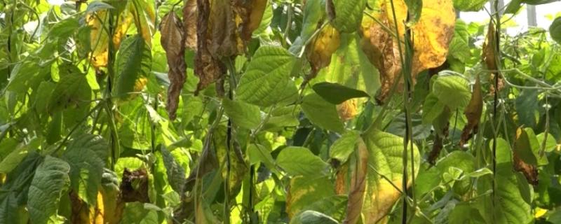 豆角疫病的症状，发病初期会呈水渍状