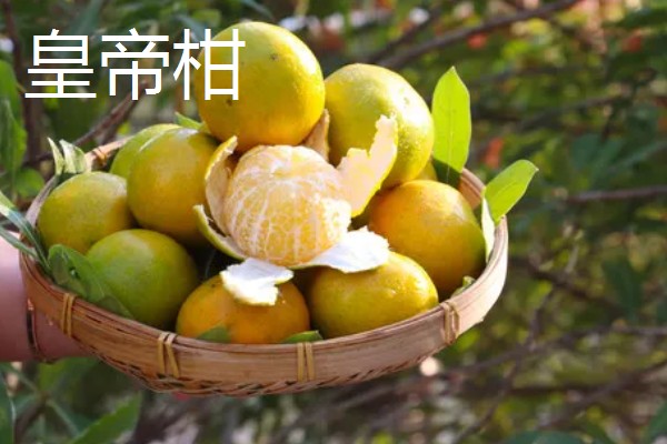 柑橘有哪些品种，红美人、由良蜜橘等品种很常见