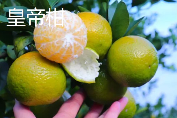 柑橘有哪些品种，红美人、由良蜜橘等品种很常见