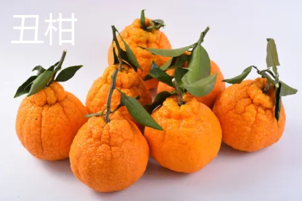 柑橘有哪些品种，红美人、由良蜜橘等品种很常见