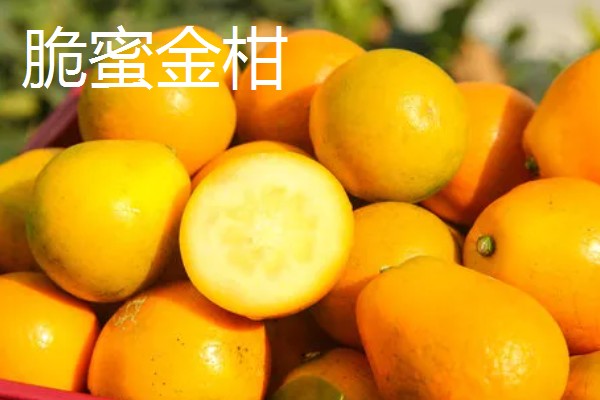 柑橘有哪些品种，红美人、由良蜜橘等品种很常见