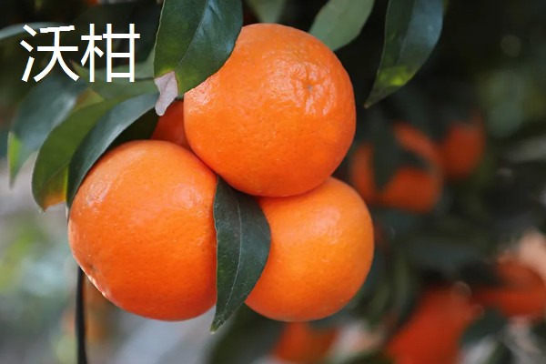 柑橘有哪些品种，红美人、由良蜜橘等品种很常见