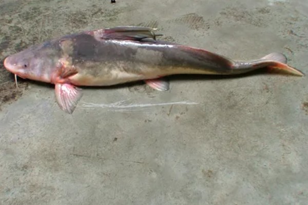 长吻鮠的简介，属于鲿科、鮠属鱼类