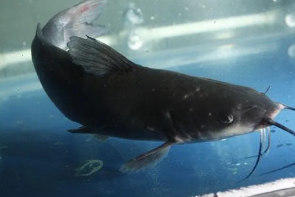 长吻鮠的简介，属于鲿科、鮠属鱼类