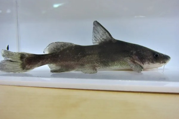 长吻鮠的简介，属于鲿科、鮠属鱼类