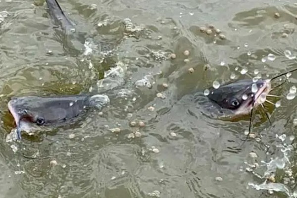 长吻鮠的简介，属于鲿科、鮠属鱼类