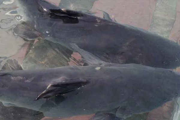 长吻鮠的简介，属于鲿科、鮠属鱼类