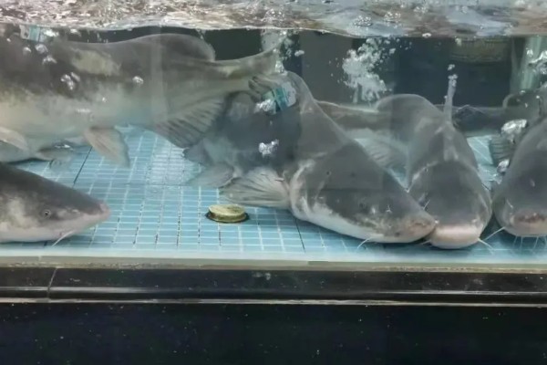 长吻鮠的简介，属于鲿科、鮠属鱼类