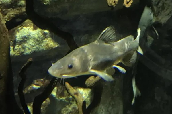 长吻鮠的简介，属于鲿科、鮠属鱼类