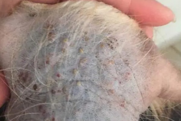 狗狗毛囊炎是什么，就是狗狗的毛囊发炎了