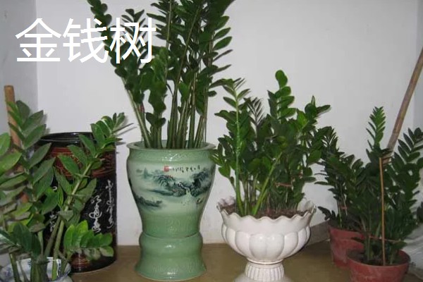 客厅摆哪些植物可以招财,可选择金钱树、铜钱草等品种