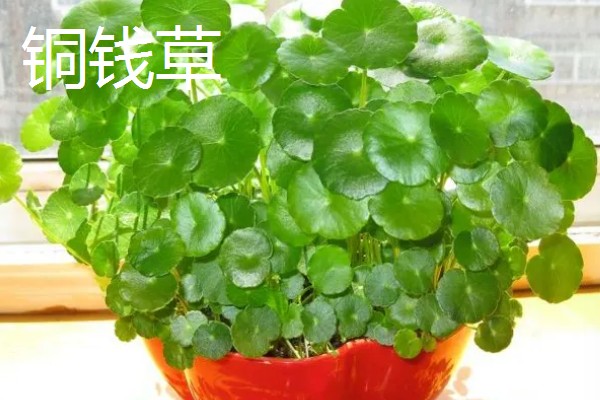 客厅摆哪些植物可以招财,可选择金钱树、铜钱草等品种