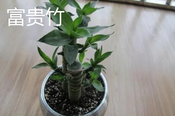 客厅摆哪些植物可以招财,可选择金钱树、铜钱草等品种