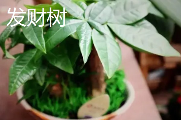 客厅摆哪些植物可以招财,可选择金钱树、铜钱草等品种