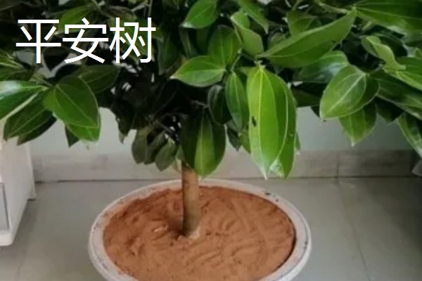客厅摆哪些植物可以招财,可选择金钱树、铜钱草等品种