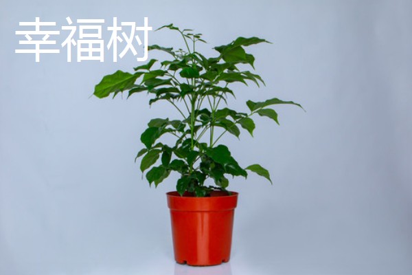 客厅摆哪些植物可以招财,可选择金钱树、铜钱草等品种