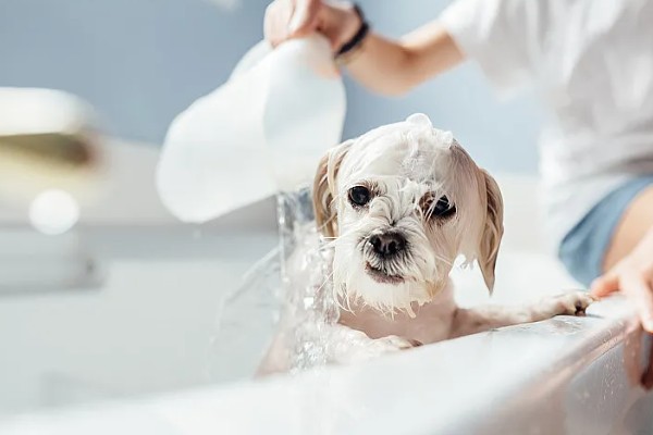 狗狗毛囊炎是什么，就是狗狗的毛囊发炎了