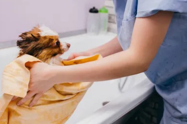 狗狗毛囊炎是什么，就是狗狗的毛囊发炎了