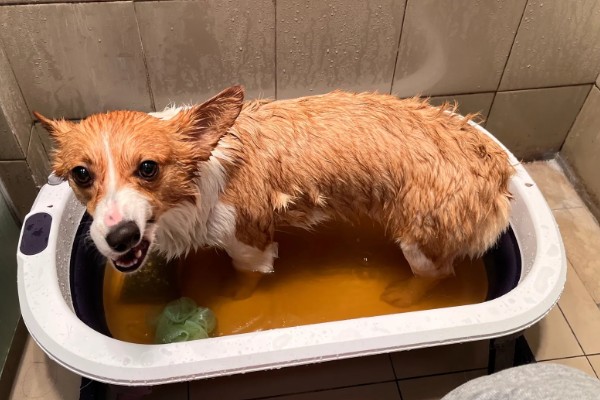 狗狗毛囊炎是什么，就是狗狗的毛囊发炎了