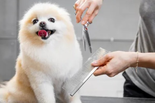 狗狗毛囊炎是什么，就是狗狗的毛囊发炎了