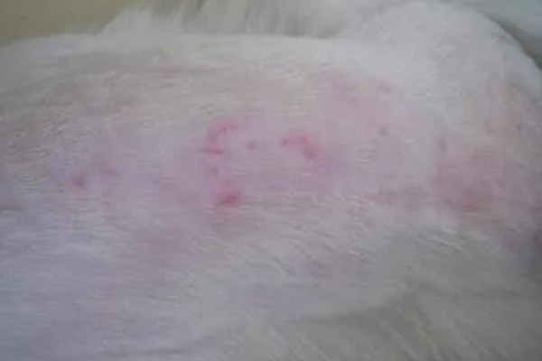 狗狗毛囊炎是什么，就是狗狗的毛囊发炎了
