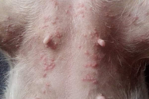 狗狗毛囊炎是什么，就是狗狗的毛囊发炎了