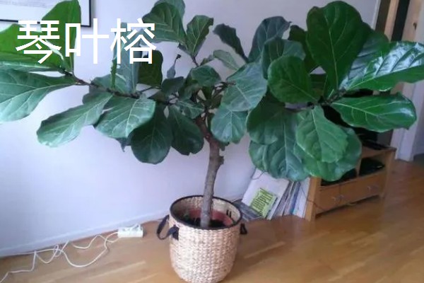 客厅摆哪些植物可以招财,可选择金钱树、铜钱草等品种