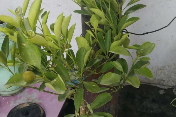 金桔叶子干枯怎么办，可更换盆土、控制浇水等