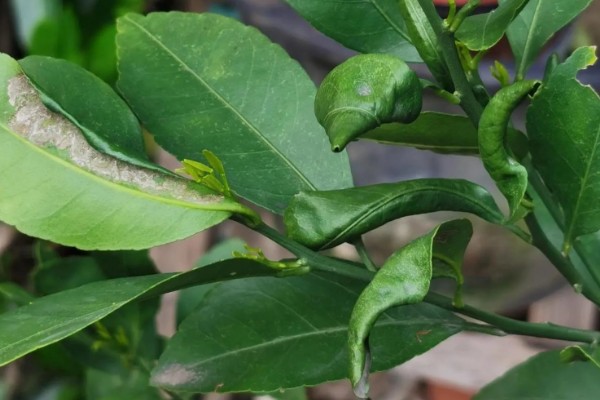 金桔叶子干枯怎么办，可更换盆土、控制浇水等