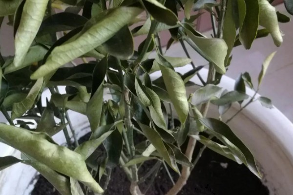 金桔叶子干枯怎么办，可更换盆土、控制浇水等