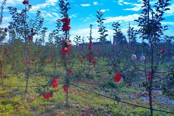 苹果的种植历史，种植历史可追溯至19世纪中后期