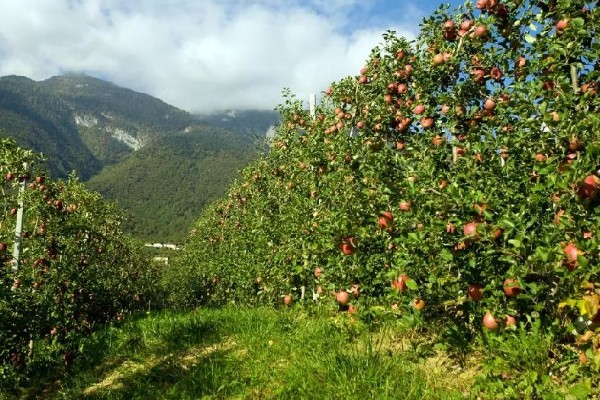 苹果的种植历史，种植历史可追溯至19世纪中后期