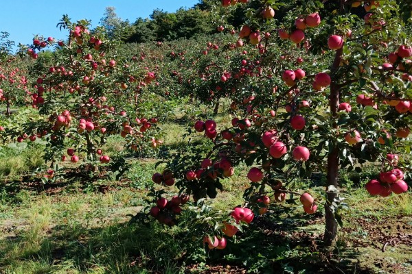 苹果的种植历史，种植历史可追溯至19世纪中后期