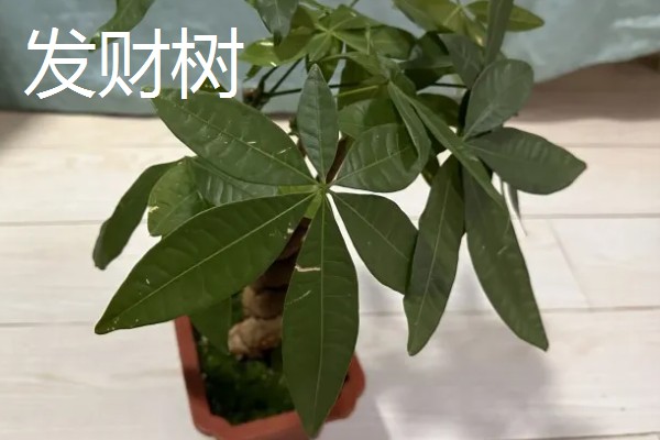 客厅摆哪些植物可以招财,可选择金钱树、铜钱草等品种