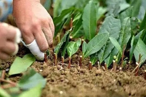 莲雾怎么繁殖，以播种、扦插、空中压条为主