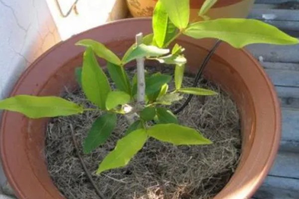 莲雾怎么繁殖，以播种、扦插、空中压条为主