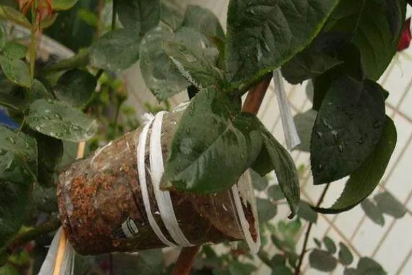 莲雾怎么繁殖，以播种、扦插、空中压条为主